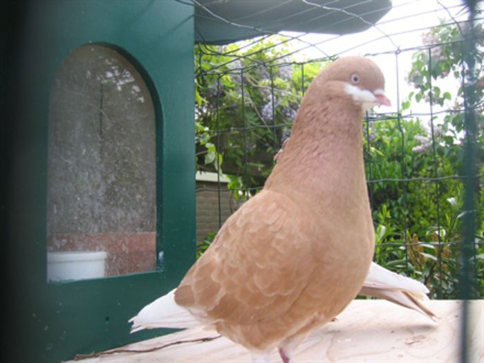 JUCATOR DE AMSTERDAM CU BARBITA