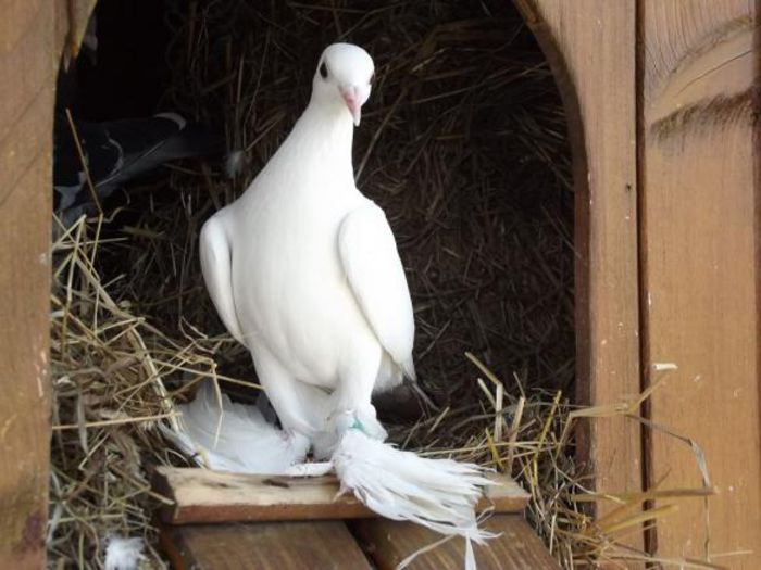 JUCATOR INCALTAT DE BASSE SILEZIA