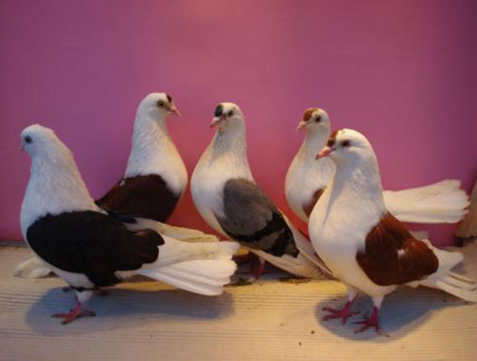 JUCATORI OGLINDA POLONEZ