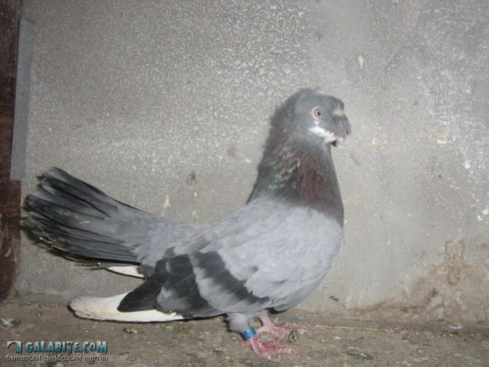 JUCATOR ALBASTRU DE RUSE