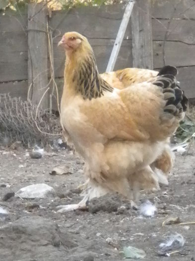 DSCN7413 - tineret 2014