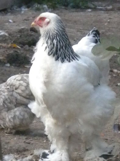 DSCN7421 - tineret 2014