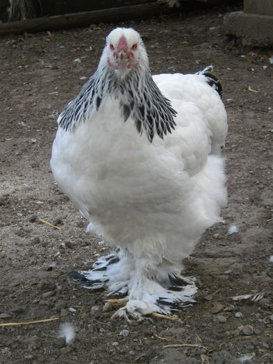 DSCN7425 - tineret 2014