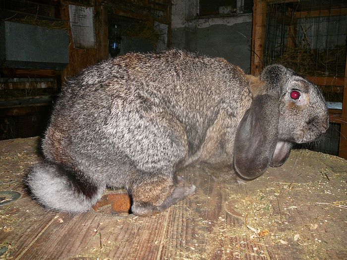 Femela culoarea : Gri-Fier_A (2015); Sacrificata !!!
