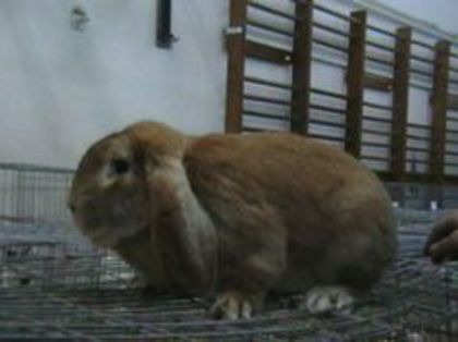 EXPO 2014 MARAMURES - EXPOZITII MARAMURES