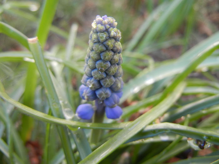 Muscari armeniacum (2014, March 22)