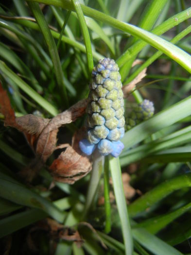 Muscari armeniacum (2014, March 22)