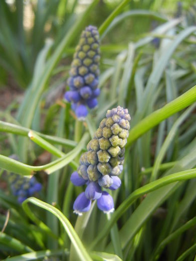 Muscari armeniacum (2014, March 23)