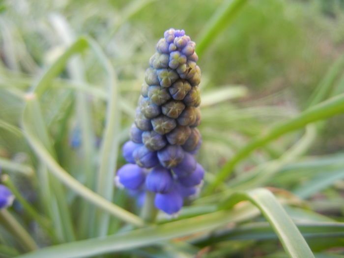 Muscari armeniacum (2014, March 23)