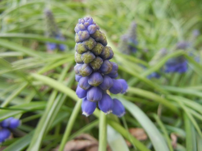 Muscari armeniacum (2014, March 24)