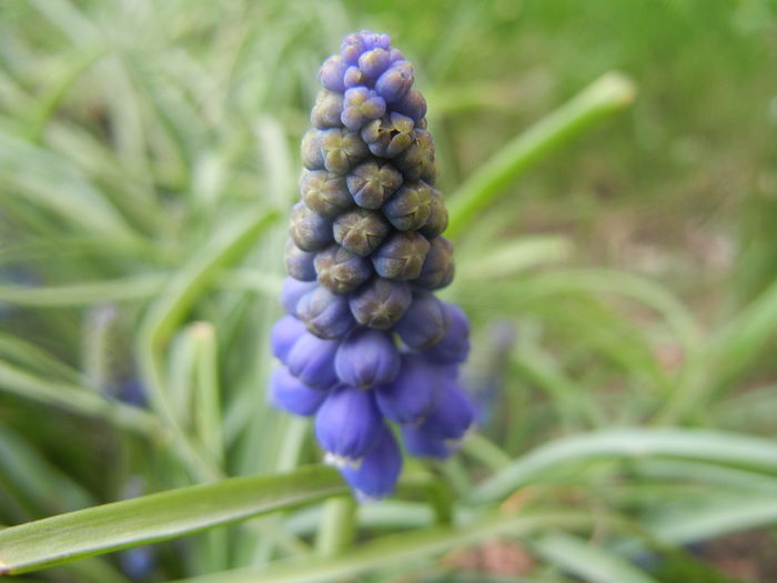 Muscari armeniacum (2014, March 24)