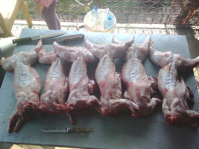 IMG_20141004_140535_1 - Vand carne de iepure si iepuri vii