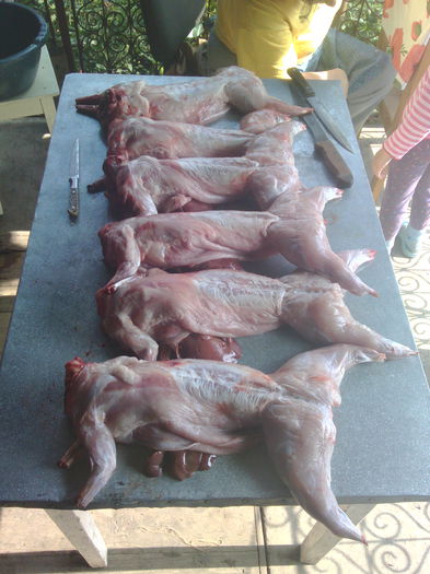 IMG_20141004_140550 - Vand carne de iepure si iepuri vii