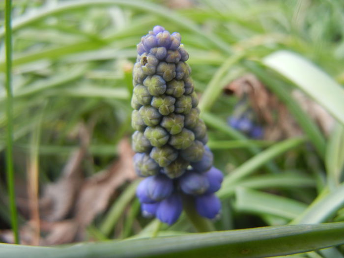 Muscari armeniacum (2014, March 24)