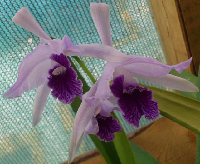 L pulcherrima coerulea5oct2014 - Laelia