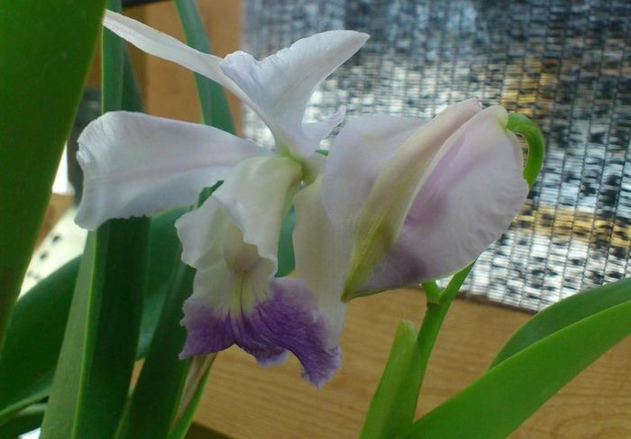 Lc Egeria5ict2014 - Laelia