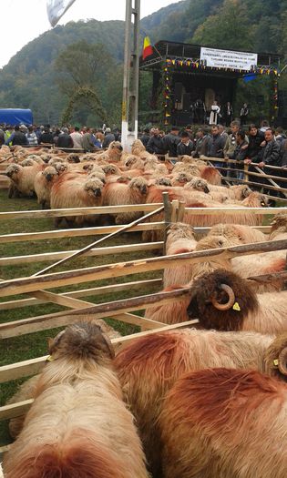 20141005_121149 - Expozitia de ovine Costesti 2014