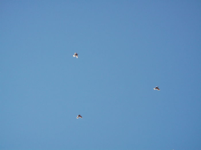 Picture 4095 - PORUMBEI GAT-GOLAS