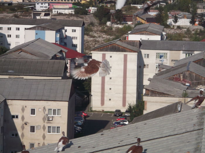 Picture 4106 - PORUMBEI GAT-GOLAS