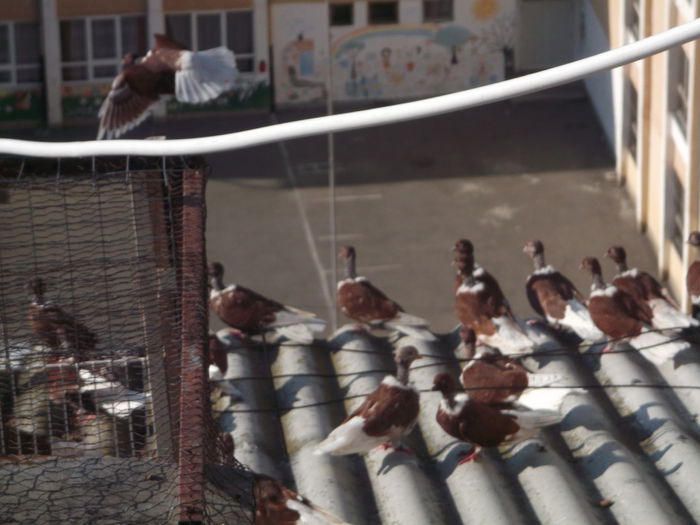 Picture 4119 - PORUMBEI GAT-GOLAS