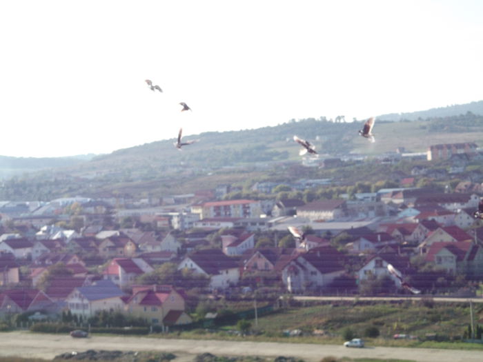 Picture 4123 - PORUMBEI GAT-GOLAS