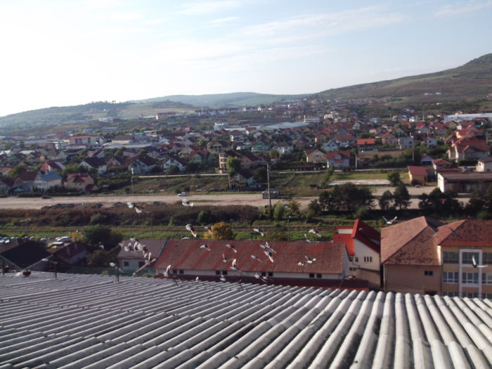 Picture 4140 - PORUMBEI GAT-GOLAS