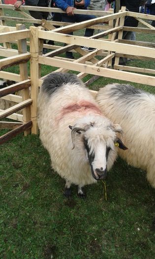 20141005_154407 - Expozitia de ovine Costesti 2014