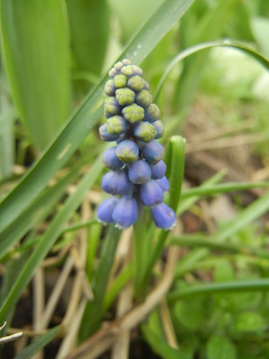 Muscari armeniacum (2014, March 25)