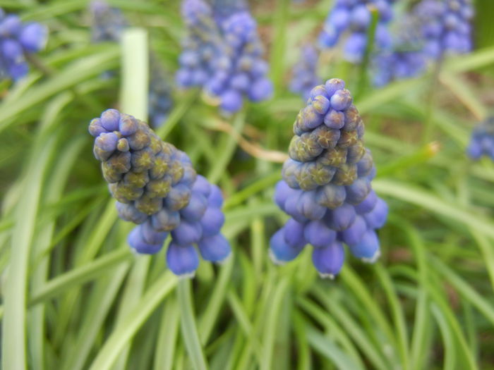 Muscari armeniacum (2014, March 25)