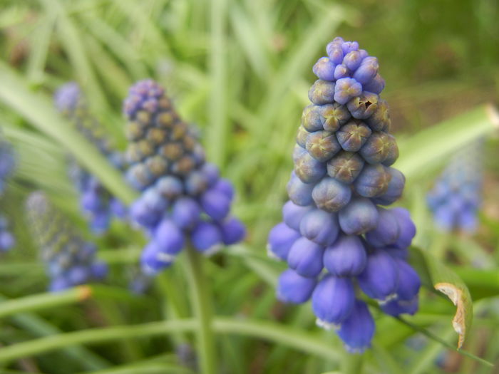 Muscari armeniacum (2014, March 25)