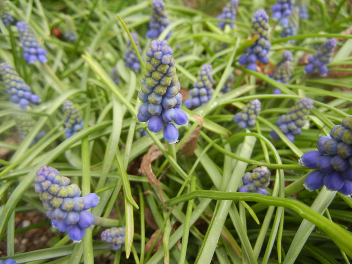 Muscari armeniacum (2014, March 25)