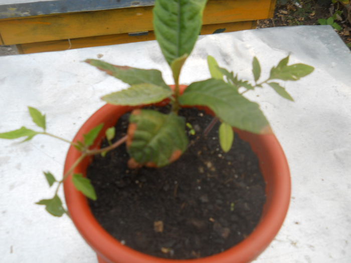 eryobotrina japonica(mosmon japonez); Gabiuta
