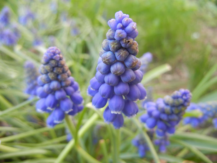 Muscari armeniacum (2014, March 27)