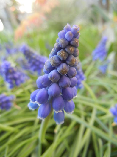Muscari armeniacum (2014, March 27)