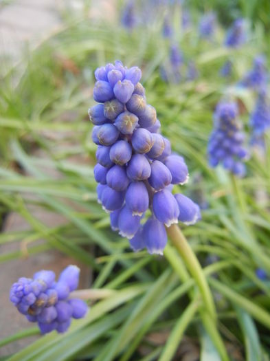Muscari armeniacum (2014, March 27)