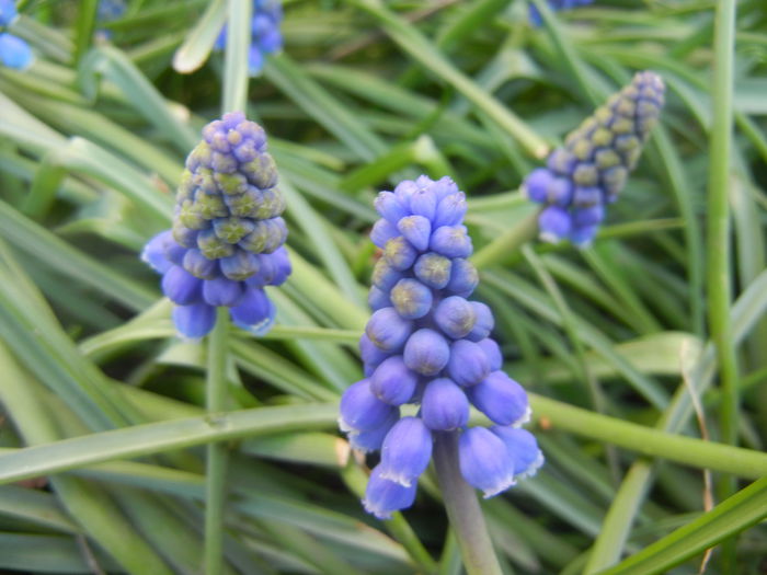 Muscari armeniacum (2014, March 27)