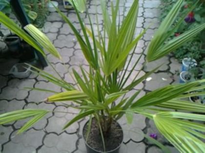 chamaerops humillis; Cumpărat ca Butia capitata
