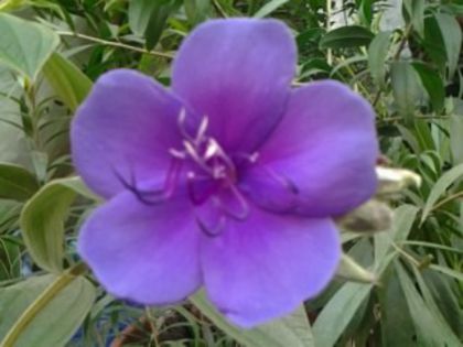 tibouchina urvilleana - alte flori 2