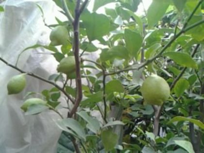 Fotografie3247 - alte flori 2