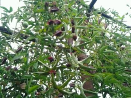 Fotografie3242 - alte flori 2