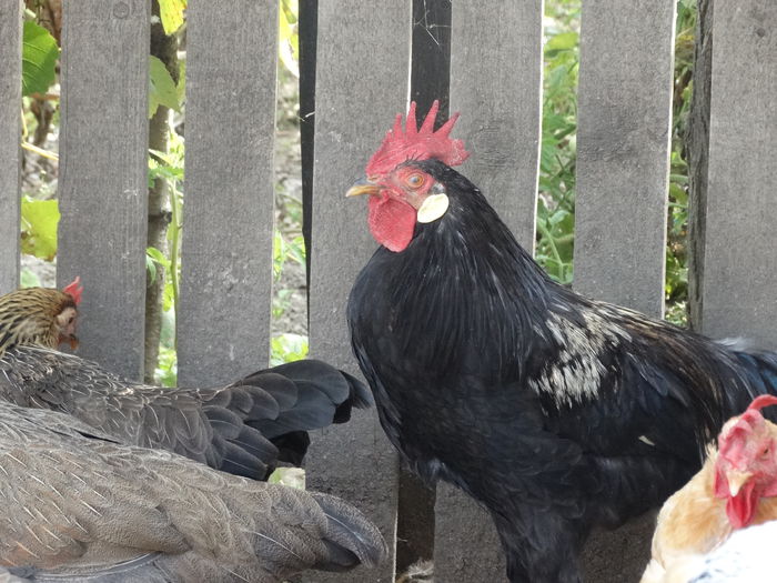 DSC02399 - Italiana Orange-Duckwing