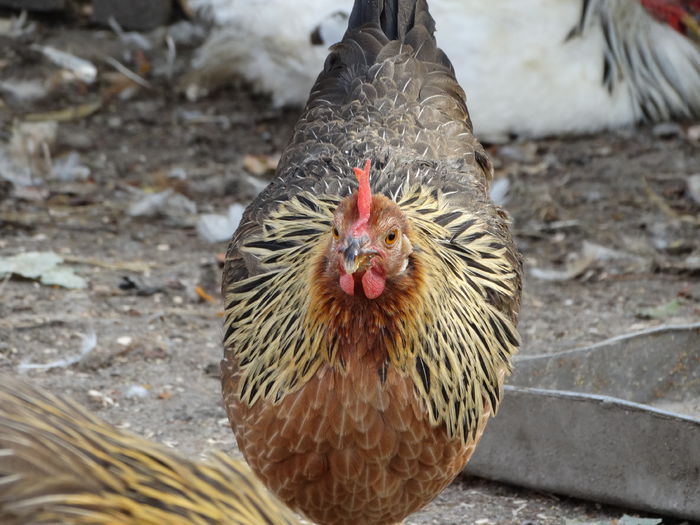 DSC02414 - Italiana Orange-Duckwing