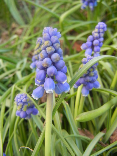Muscari armeniacum (2014, March 27)