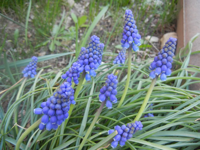Muscari armeniacum (2014, March 27)