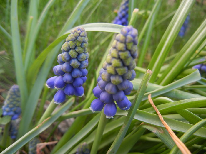 Muscari armeniacum (2014, March 27)