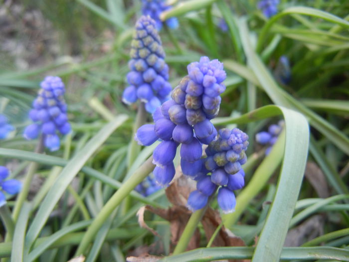 Muscari armeniacum (2014, March 27)