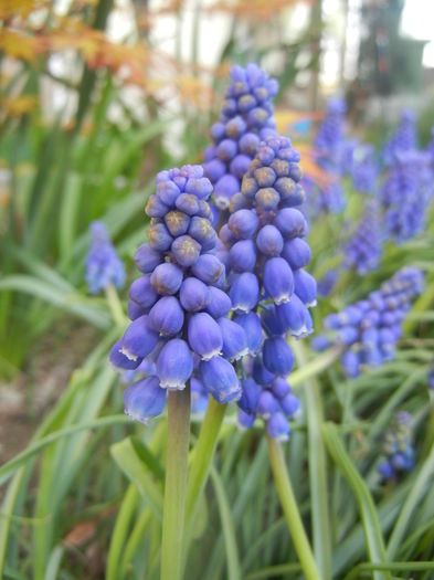 Muscari armeniacum (2014, March 29)