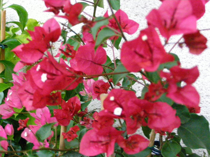 PA020028 - Bougainvillea