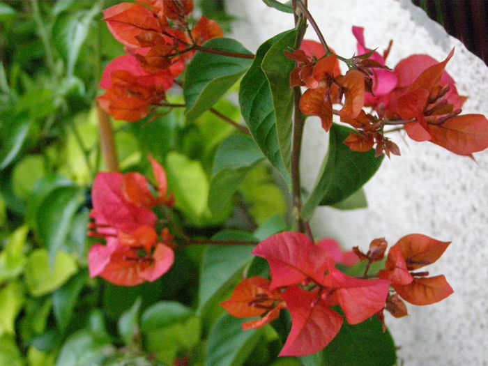PA020031 - Bougainvillea