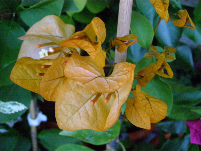 PA040036 - Bougainvillea